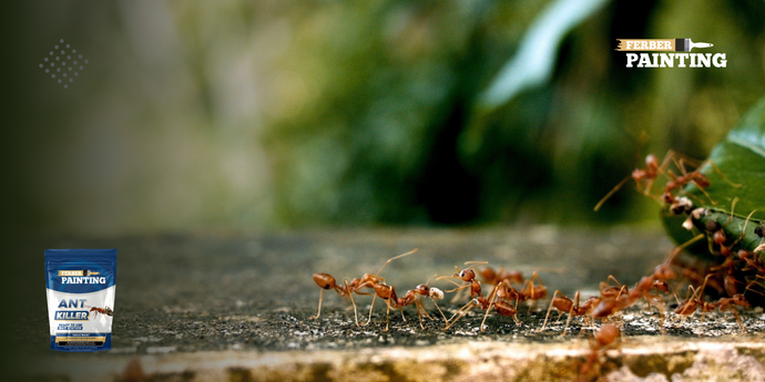 Πώς να αποτρέψετε την είσοδο μυρμηγκιών στο σπίτι σας;